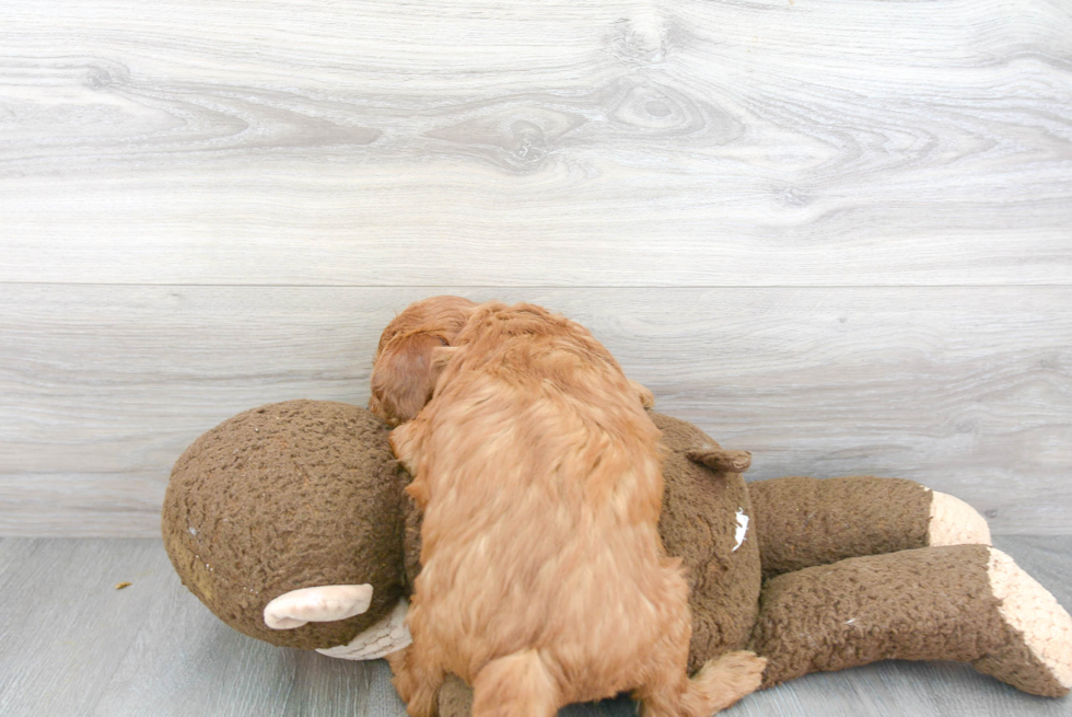 Mini Goldendoodle Puppy for Adoption