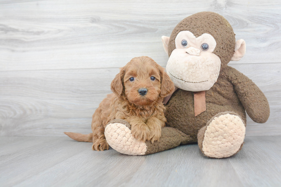 Mini Goldendoodle Pup Being Cute