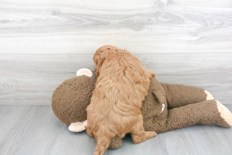 Fluffy Mini Goldendoodle Poodle Mix Pup