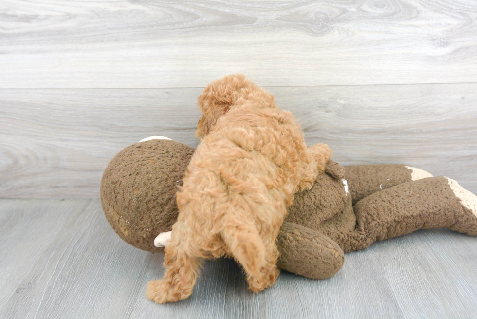 Mini Goldendoodle Puppy for Adoption