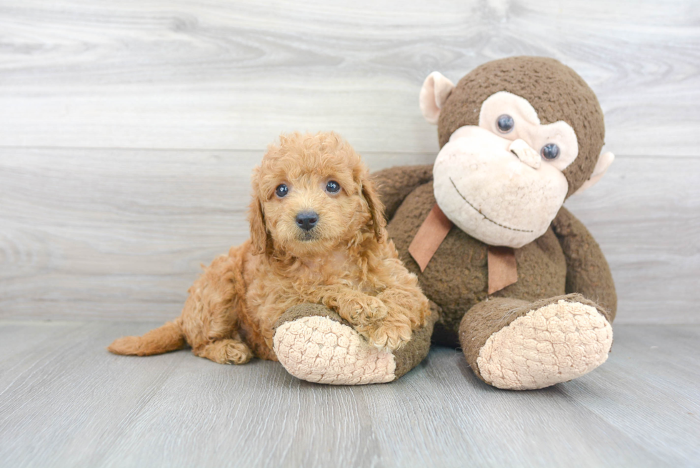 Funny Mini Goldendoodle Poodle Mix Pup