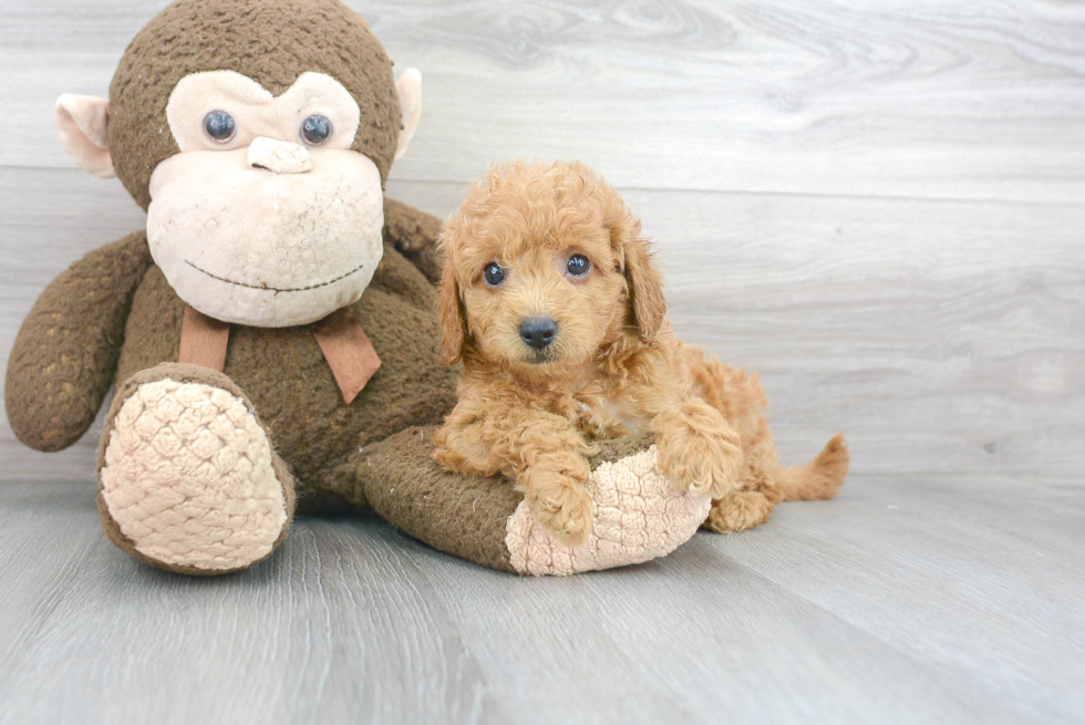 Sweet Mini Goldendoodle Baby