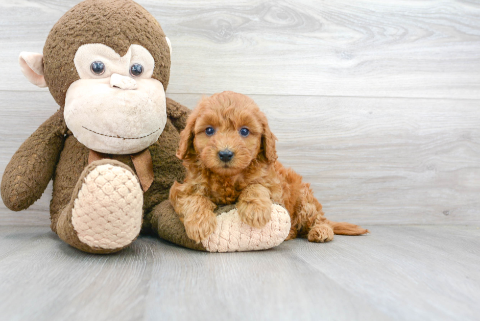 Sweet Mini Goldendoodle Baby