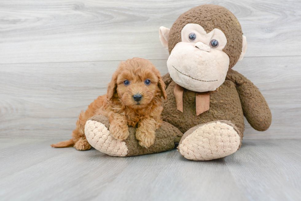 Mini Goldendoodle Puppy for Adoption