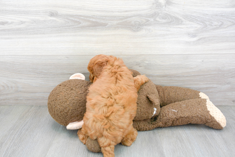 Popular Mini Goldendoodle Poodle Mix Pup