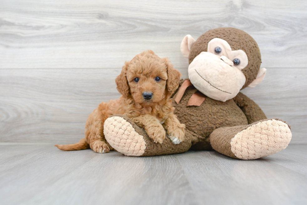 Funny Mini Goldendoodle Poodle Mix Pup