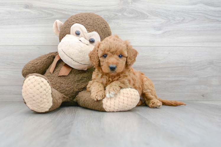 Adorable Golden Retriever Poodle Mix Puppy