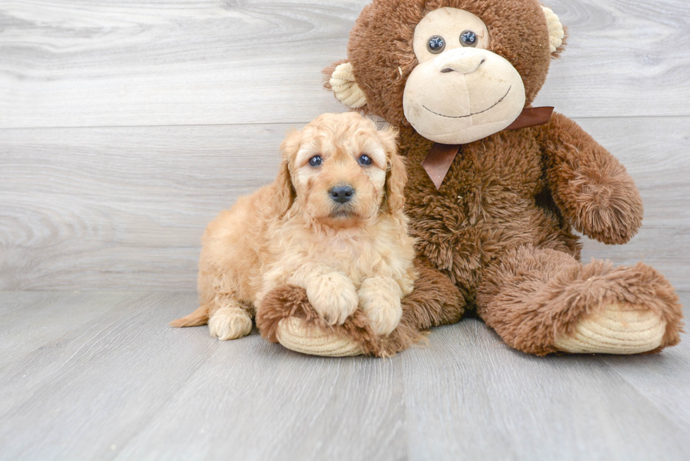 Mini Goldendoodle Puppy for Adoption