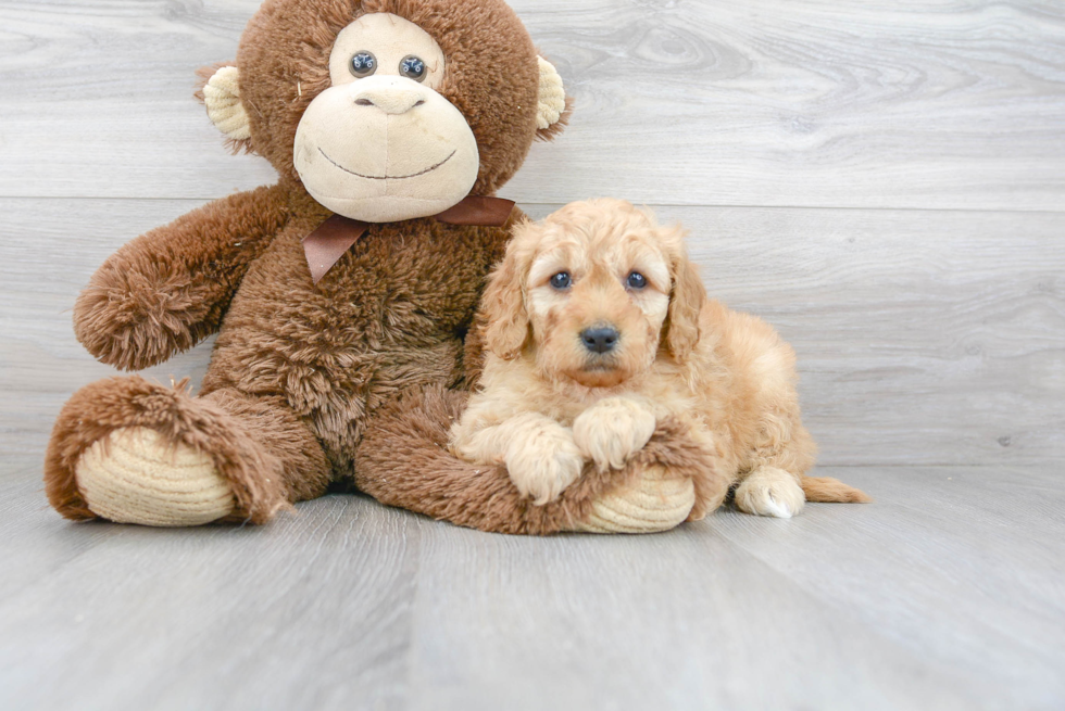 Adorable Golden Retriever Poodle Mix Puppy