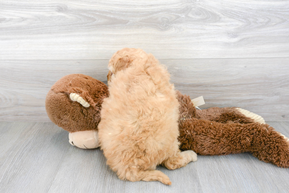 Playful Golden Retriever Poodle Mix Puppy