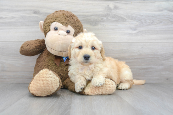 Cute Mini Goldendoodle Baby