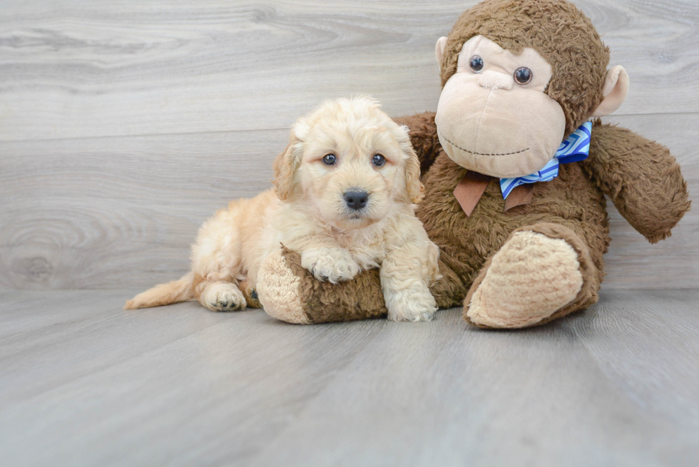 Mini Goldendoodle Pup Being Cute