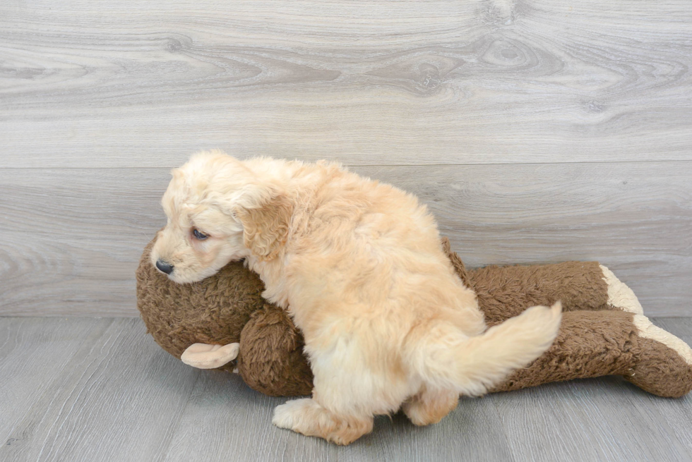 Smart Mini Goldendoodle Poodle Mix Pup