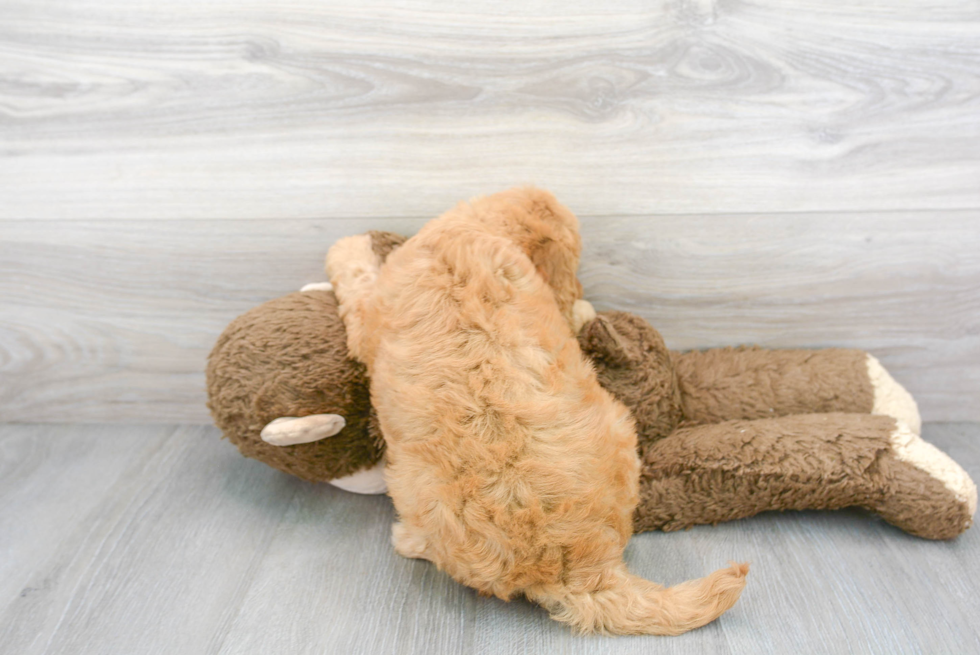 Cute Golden Retriever Poodle Mix Puppy
