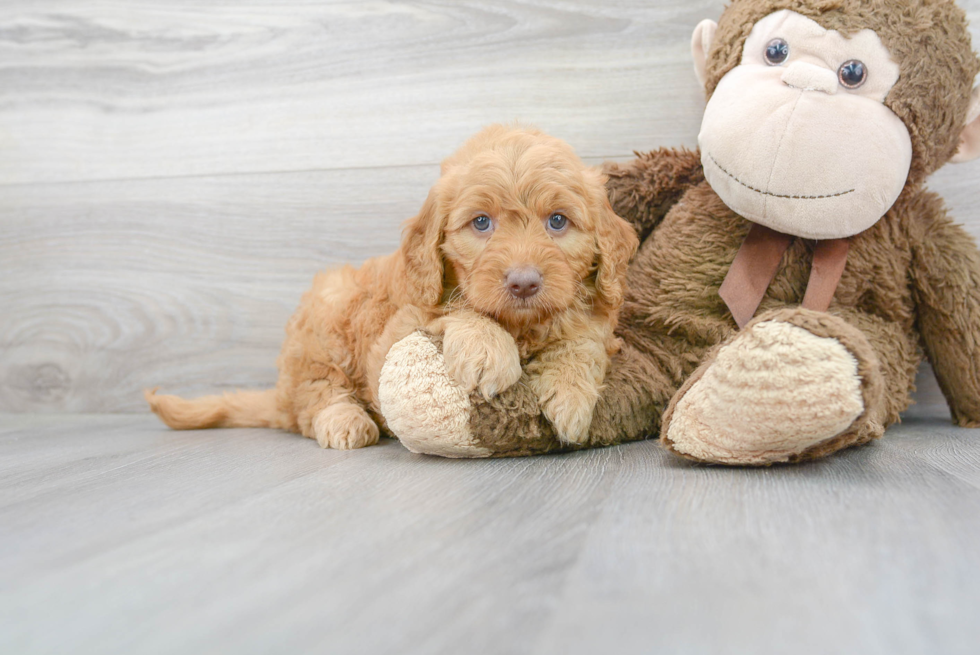 Cute Golden Retriever Poodle Mix Puppy