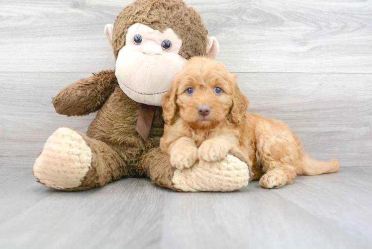 Mini Goldendoodle Puppy for Adoption