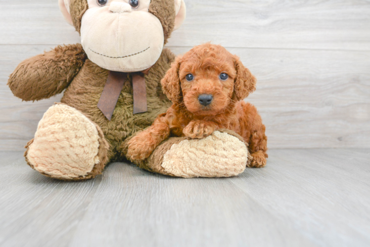 Adorable Golden Retriever Poodle Mix Puppy