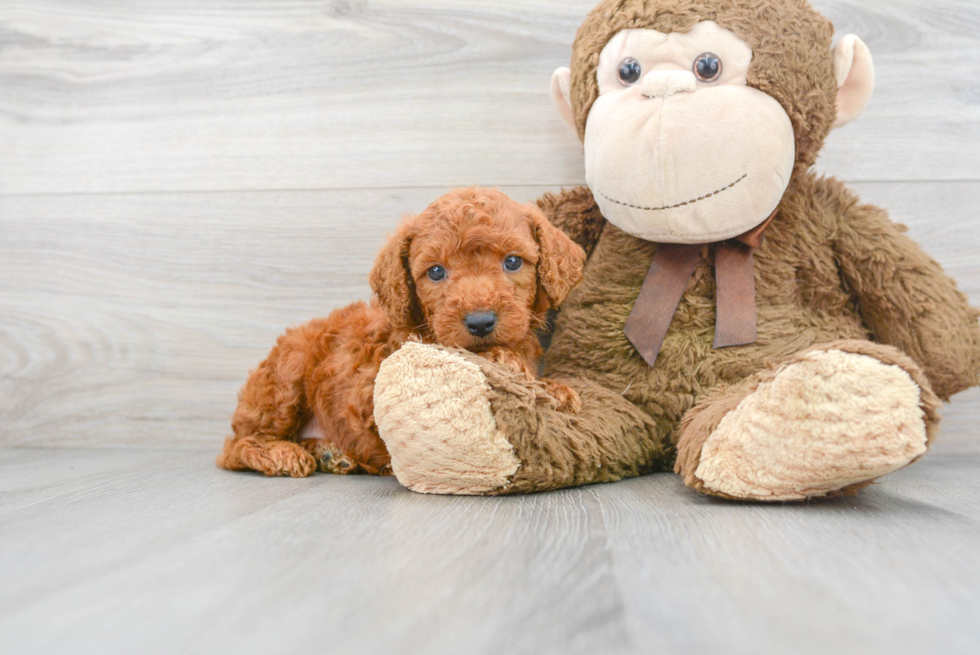 Mini Goldendoodle Pup Being Cute