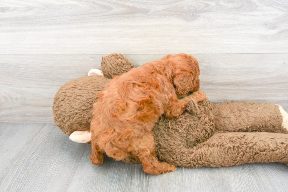 Little Golden Retriever Poodle Mix Puppy