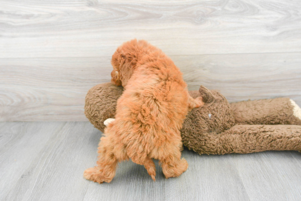 Best Mini Goldendoodle Baby