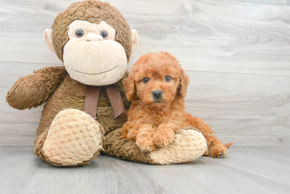 Small Mini Goldendoodle Baby