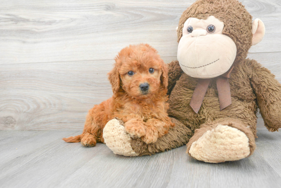 Best Mini Goldendoodle Baby