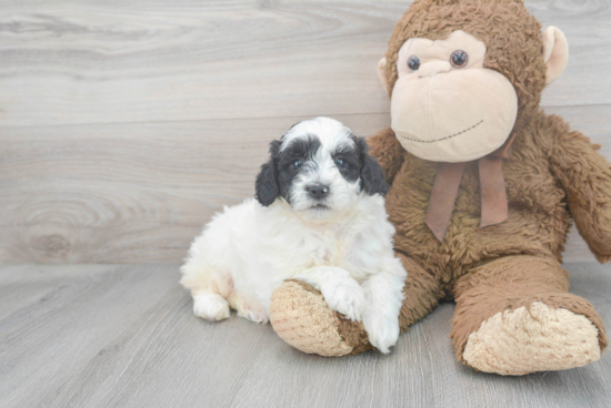 Best Mini Goldendoodle Baby