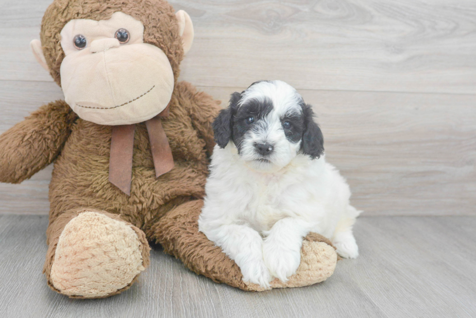 Mini Goldendoodle Puppy for Adoption