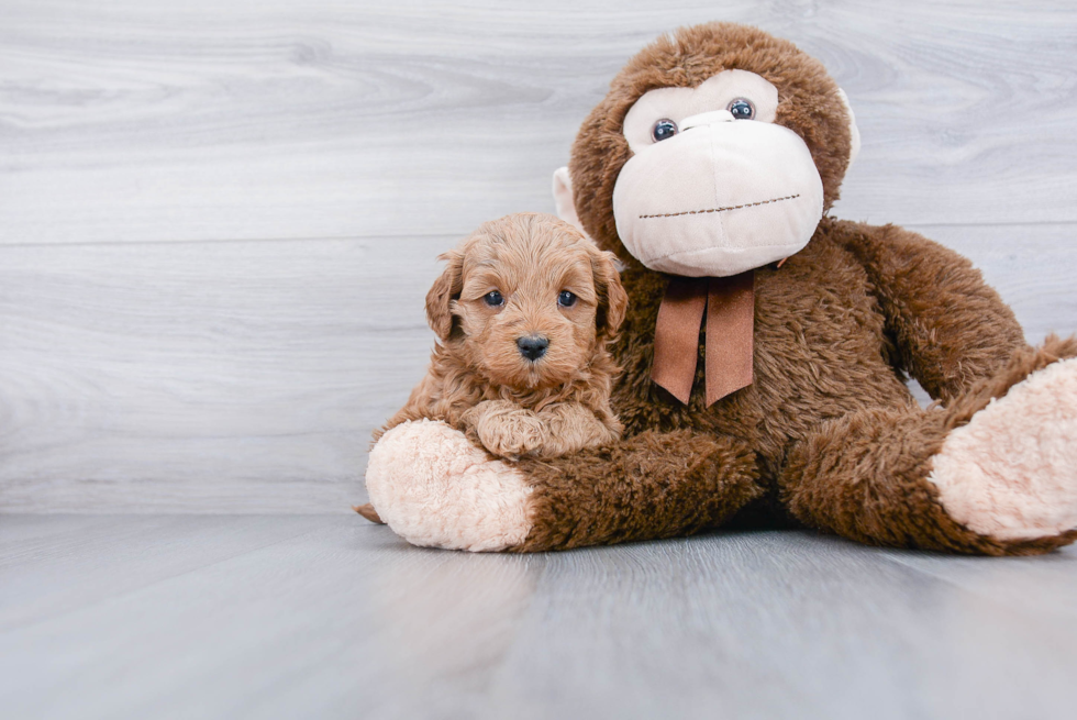 Mini Goldendoodle Puppy for Adoption