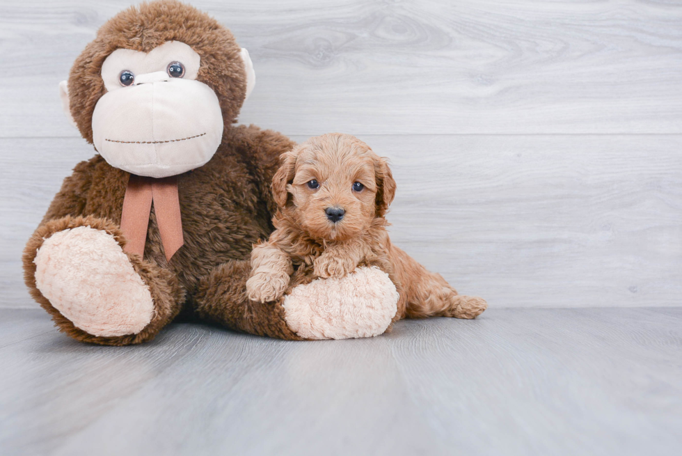 Sweet Mini Goldendoodle Baby