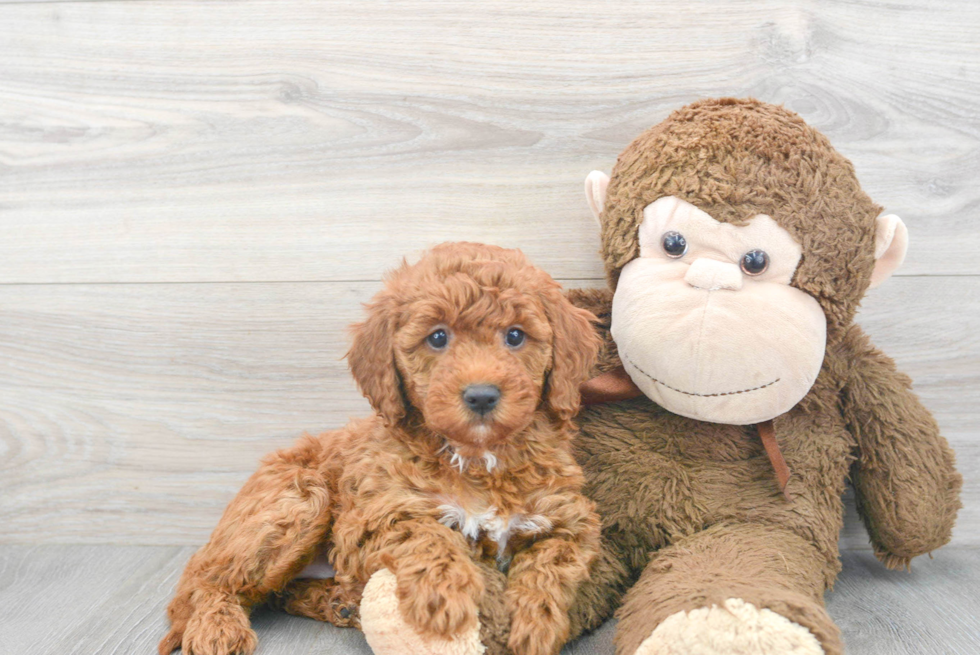 Smart Mini Goldendoodle Poodle Mix Pup