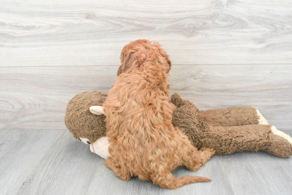 Funny Mini Goldendoodle Poodle Mix Pup