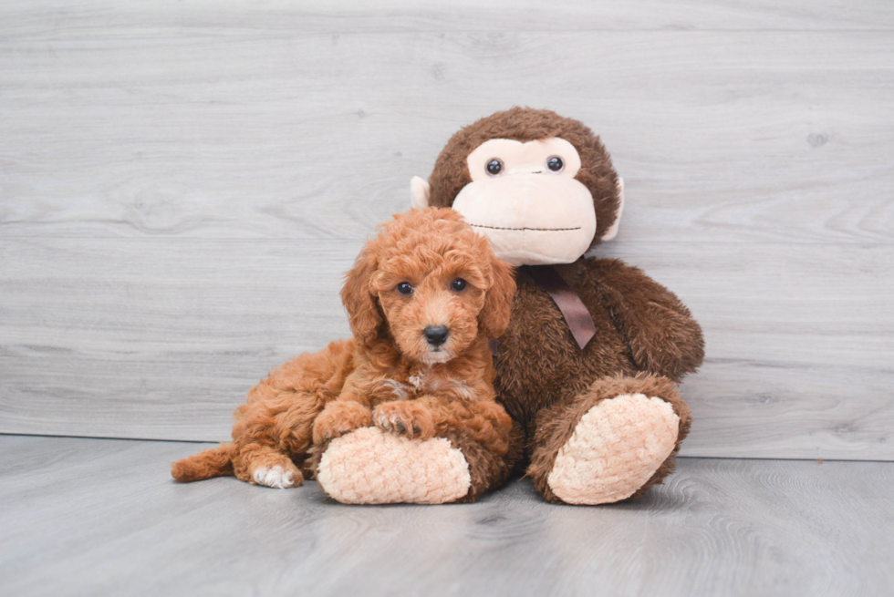 Hypoallergenic Golden Retriever Poodle Mix Puppy