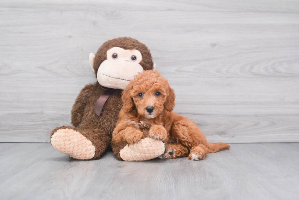 Mini Goldendoodle Pup Being Cute