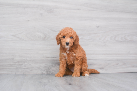 Mini Goldendoodle Pup Being Cute