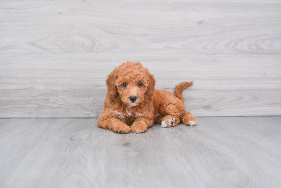 Mini Goldendoodle Puppy for Adoption