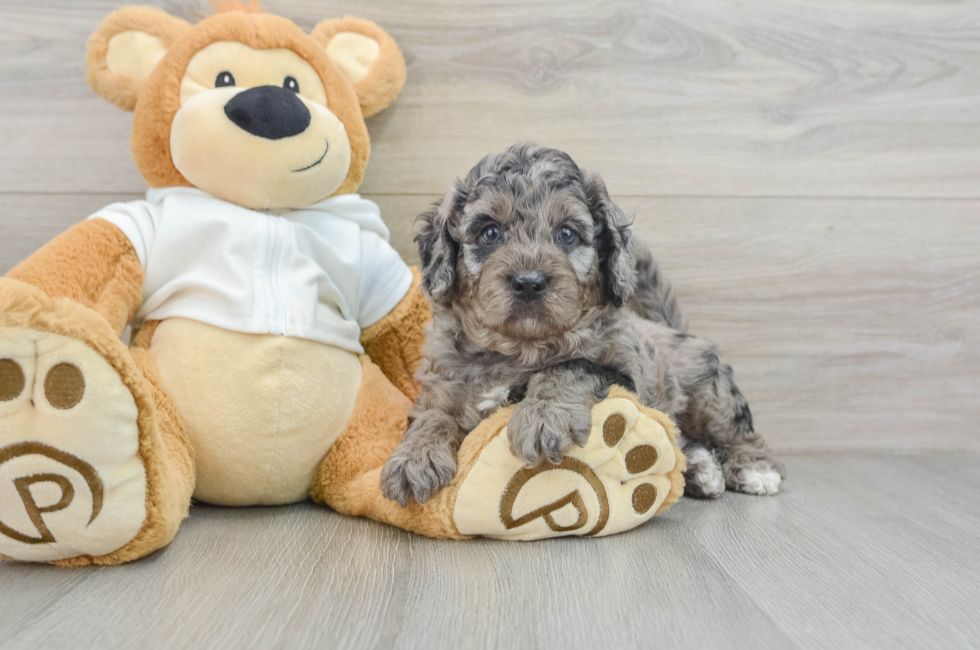 6 week old Mini Goldendoodle Puppy For Sale - Premier Pups