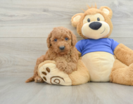 7 week old Mini Goldendoodle Puppy For Sale - Premier Pups