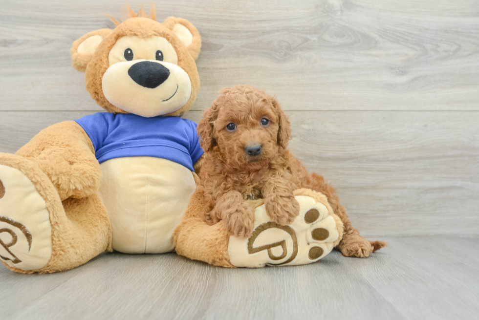 Cute Mini Goldendoodle Baby