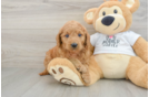 Best Mini Goldendoodle Baby