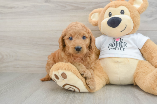 Best Mini Goldendoodle Baby