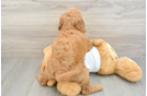 Best Mini Goldendoodle Baby