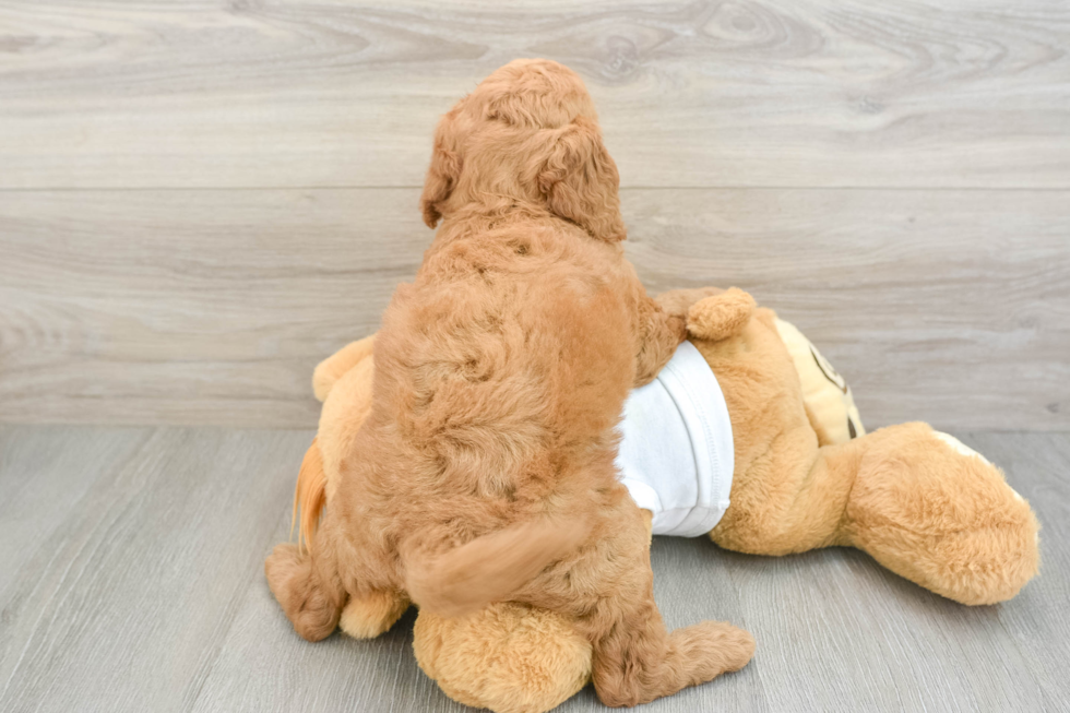 Best Mini Goldendoodle Baby