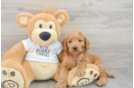 Best Mini Goldendoodle Baby