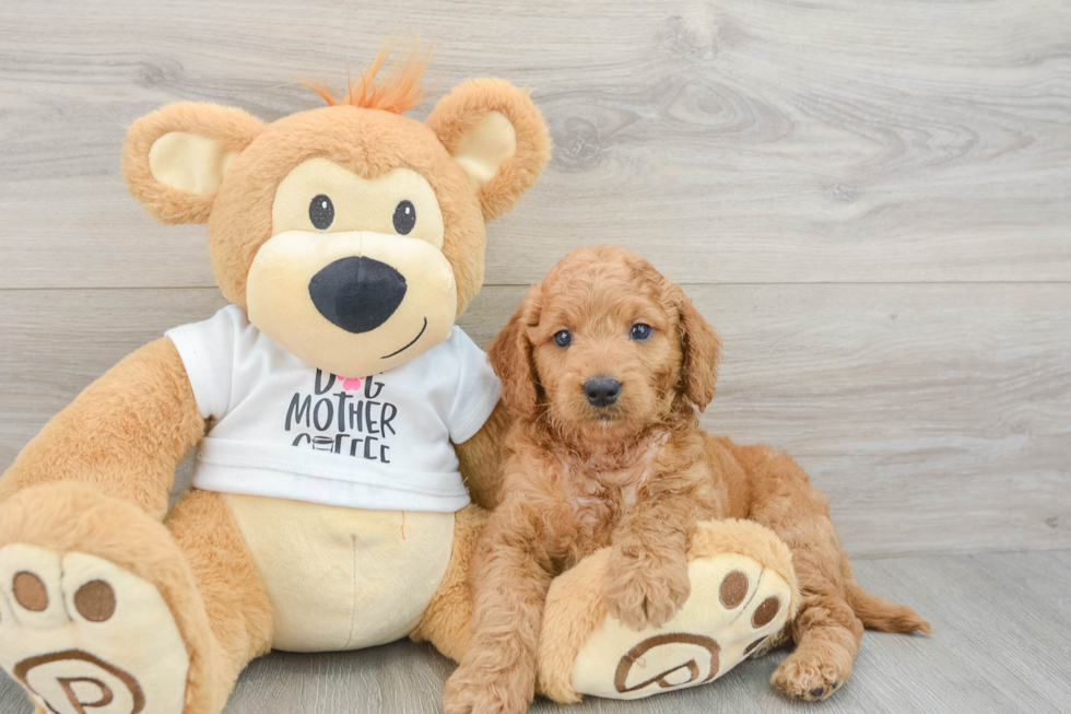 Best Mini Goldendoodle Baby