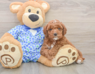 6 week old Mini Goldendoodle Puppy For Sale - Premier Pups