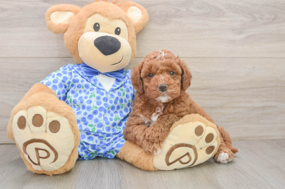 6 week old Mini Goldendoodle Puppy For Sale - Premier Pups