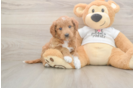 Mini Goldendoodle Pup Being Cute