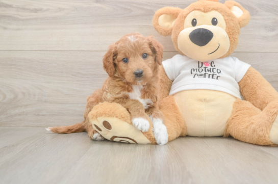 Mini Goldendoodle Pup Being Cute