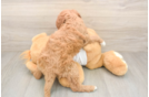 Mini Goldendoodle Pup Being Cute